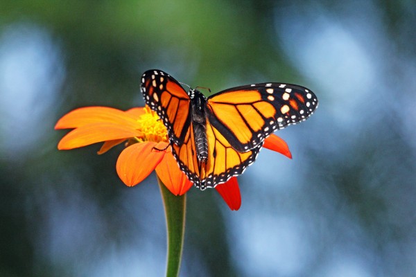 Loving Orange by Deb Oppermann